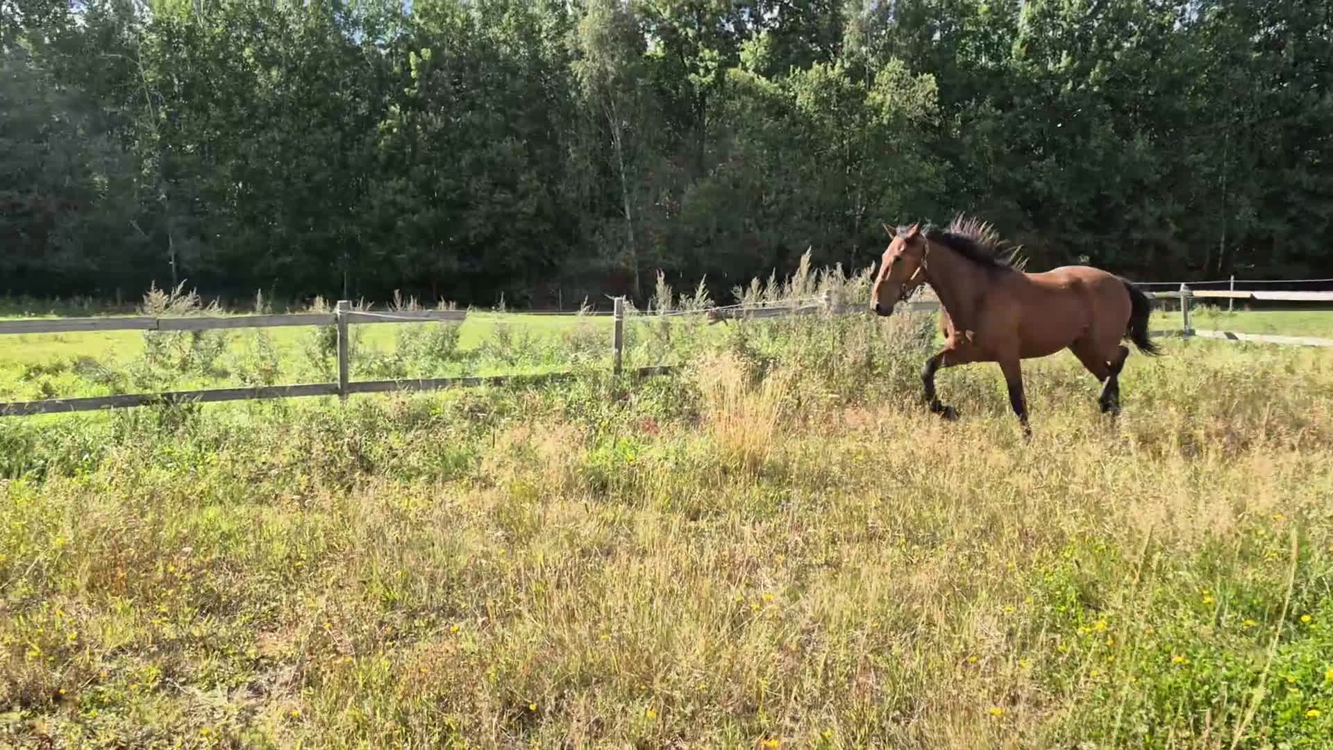 Trav hästar till salu: 2 åring i Sala - Video 2