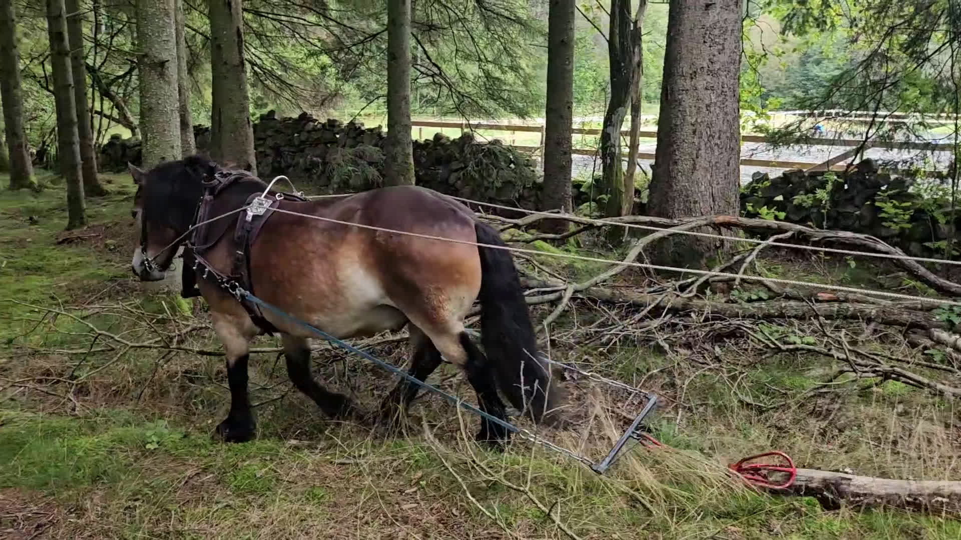 Allround hästar till salu: Lovande rid- och körhäst i Kungsäter - Video 3