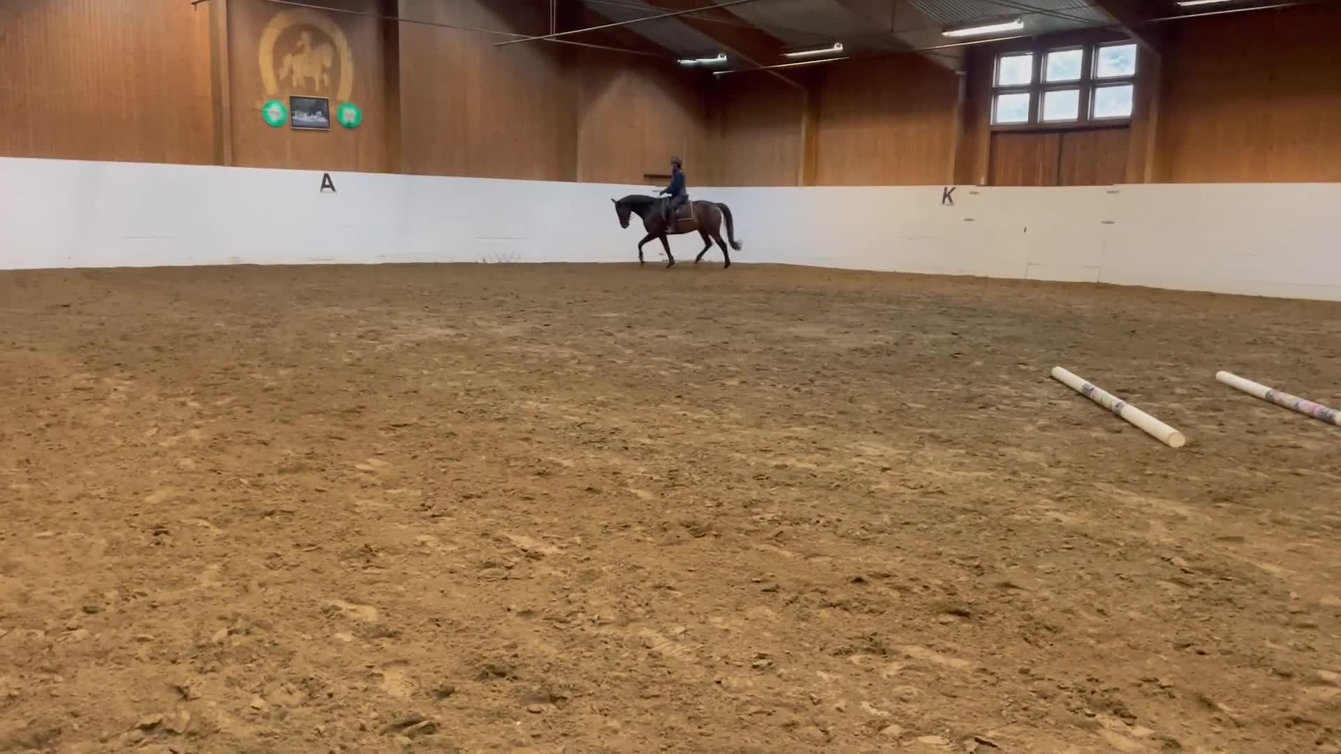 Allround hästar till salu: SWB- Valack - Video 3