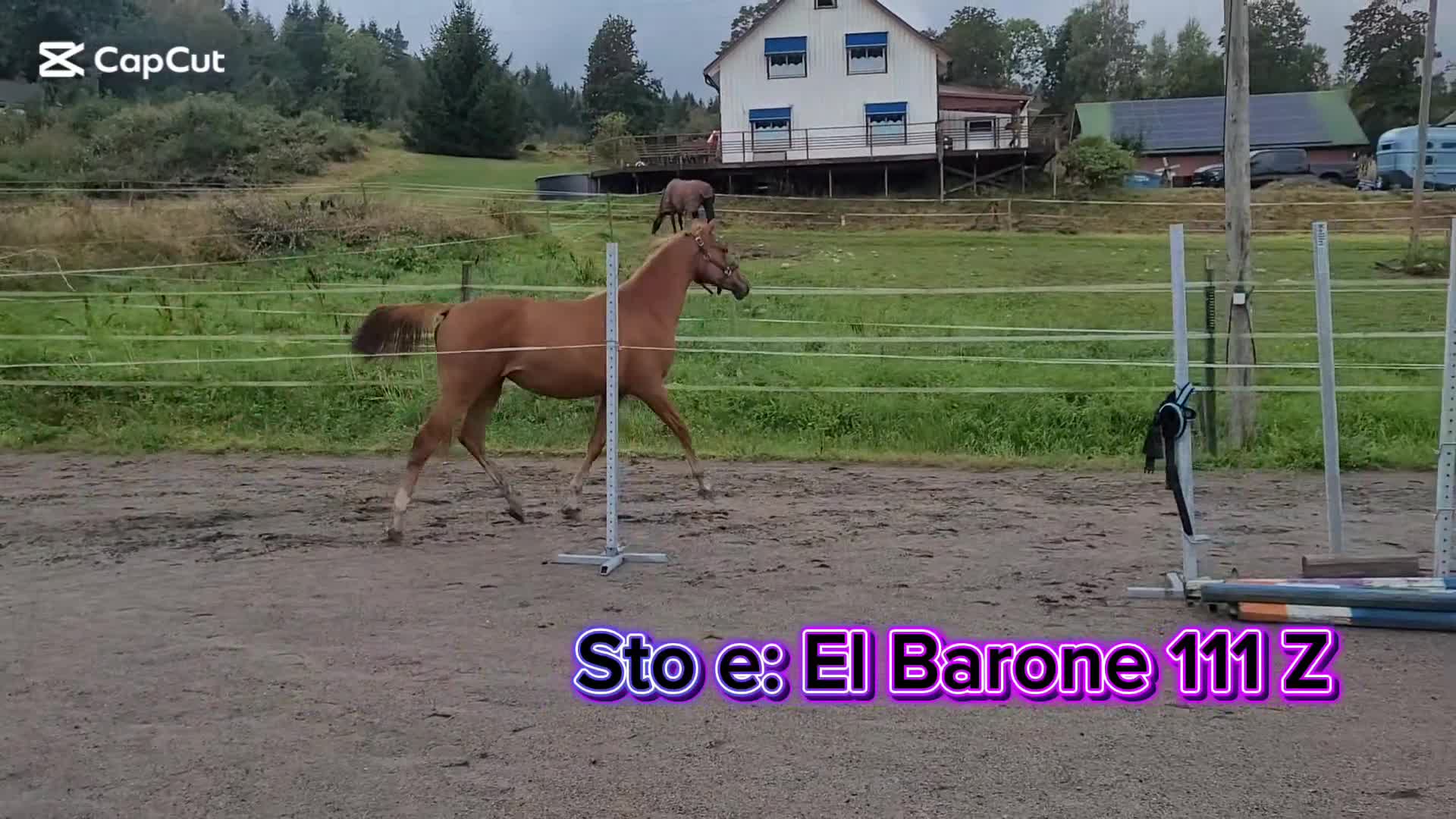 Hoppning hästar till salu: Hoppsto f.24 - Video 1