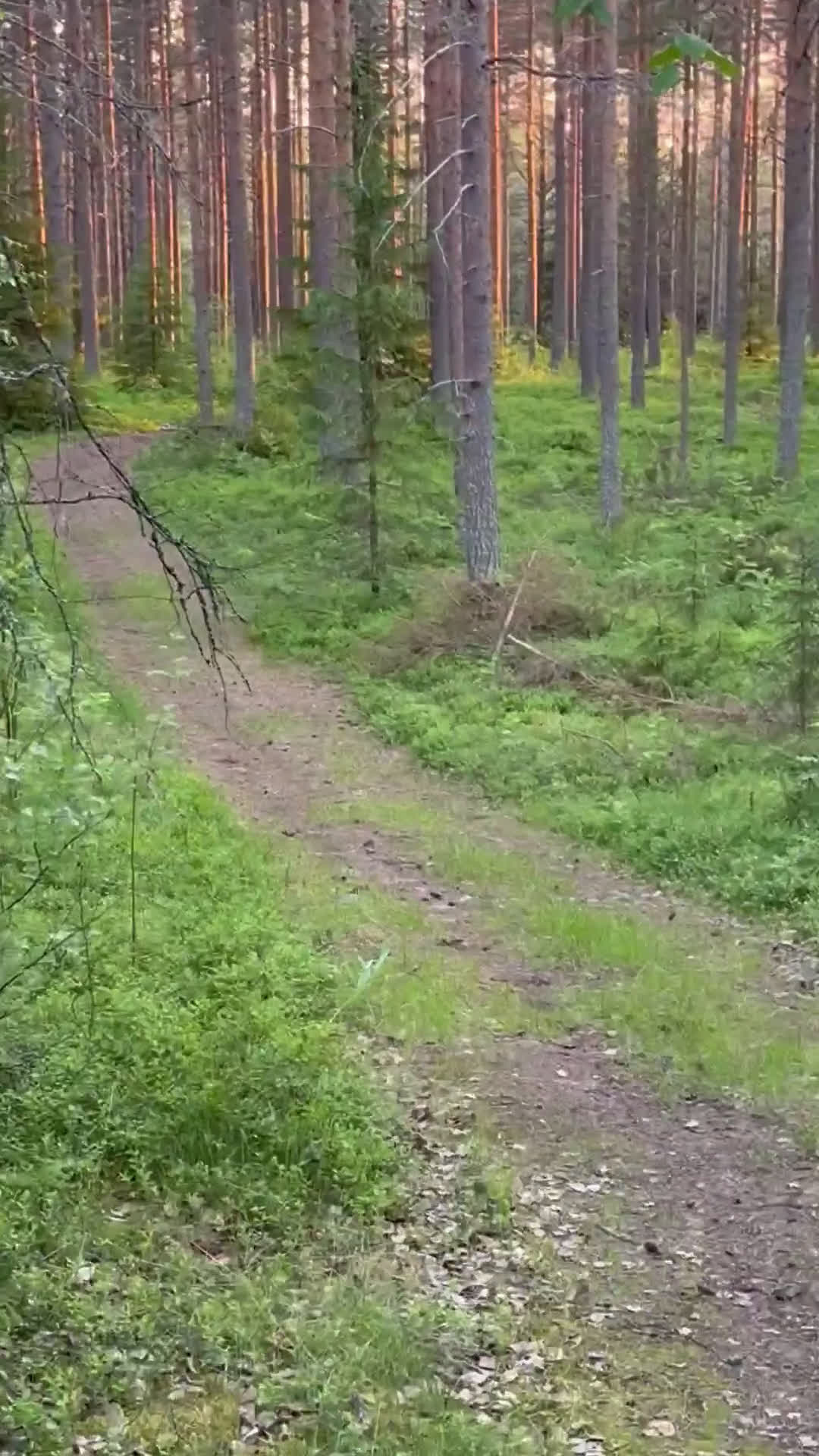 Allround hästar till salu: En bästa kompis  i Sangis - Video 3