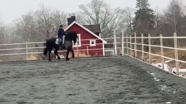 Allround hästar till salu: Fantastisk frieservalack i Nässjö - Video 5