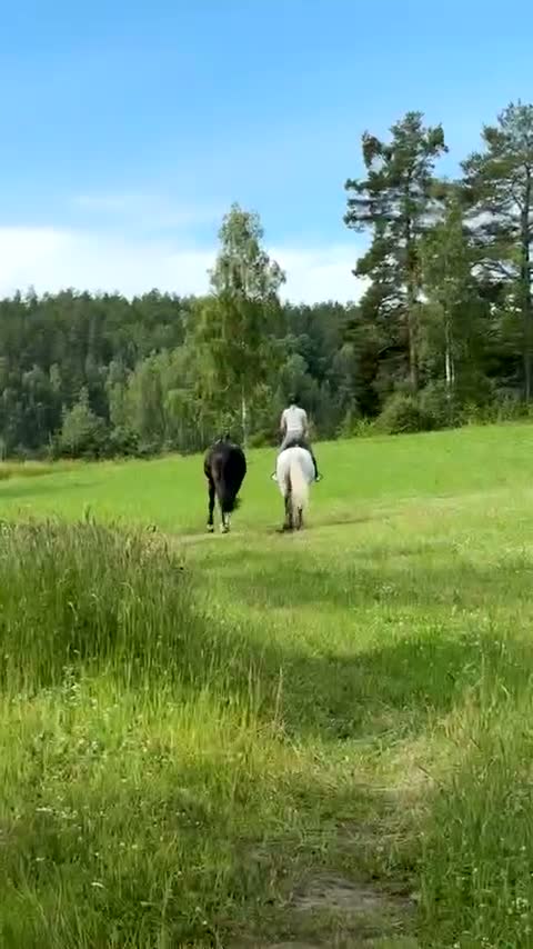 Hoppning hästar till salu: En riktig pärla- fantastisk häst söker nytt hem💫 i Eskilstuna - Video 1