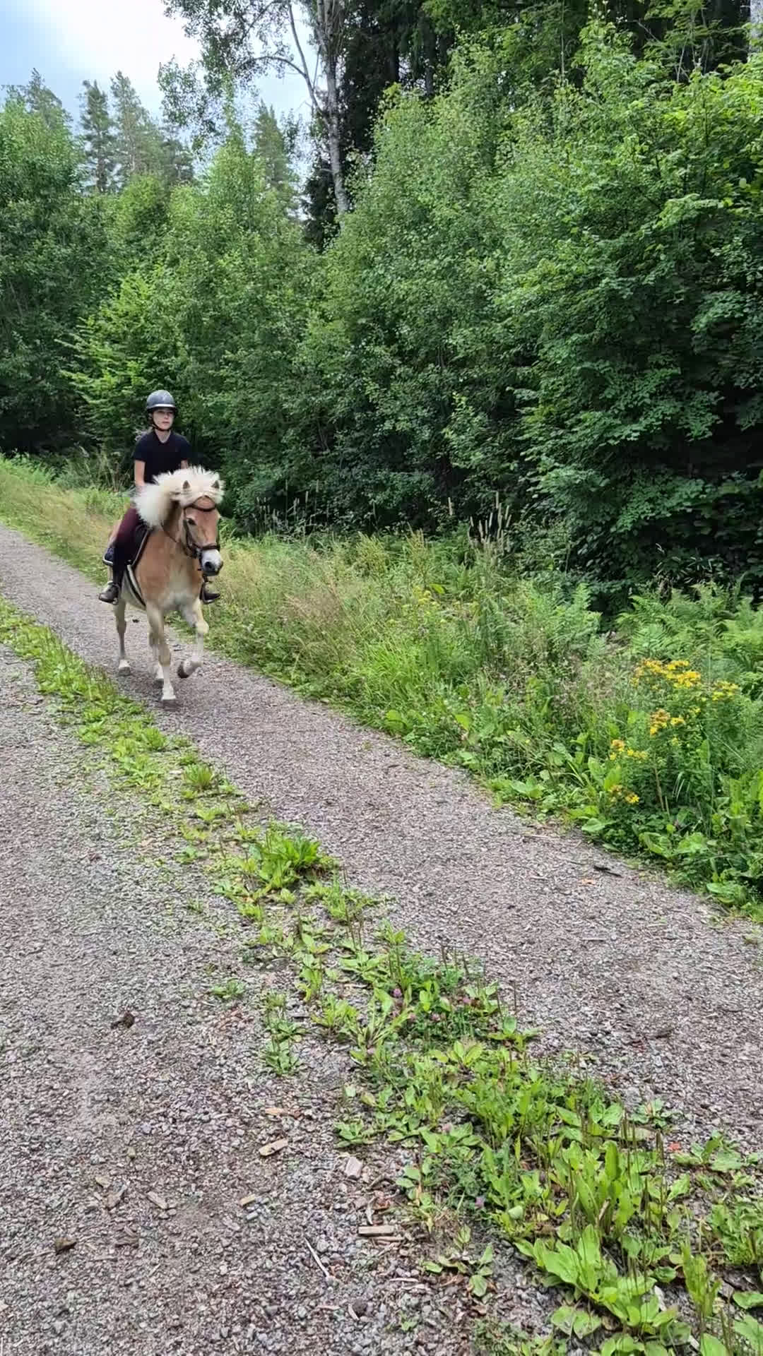 Allround hästar till salu: Guldponny söker ny liten ryttare i Kisa - Video 5