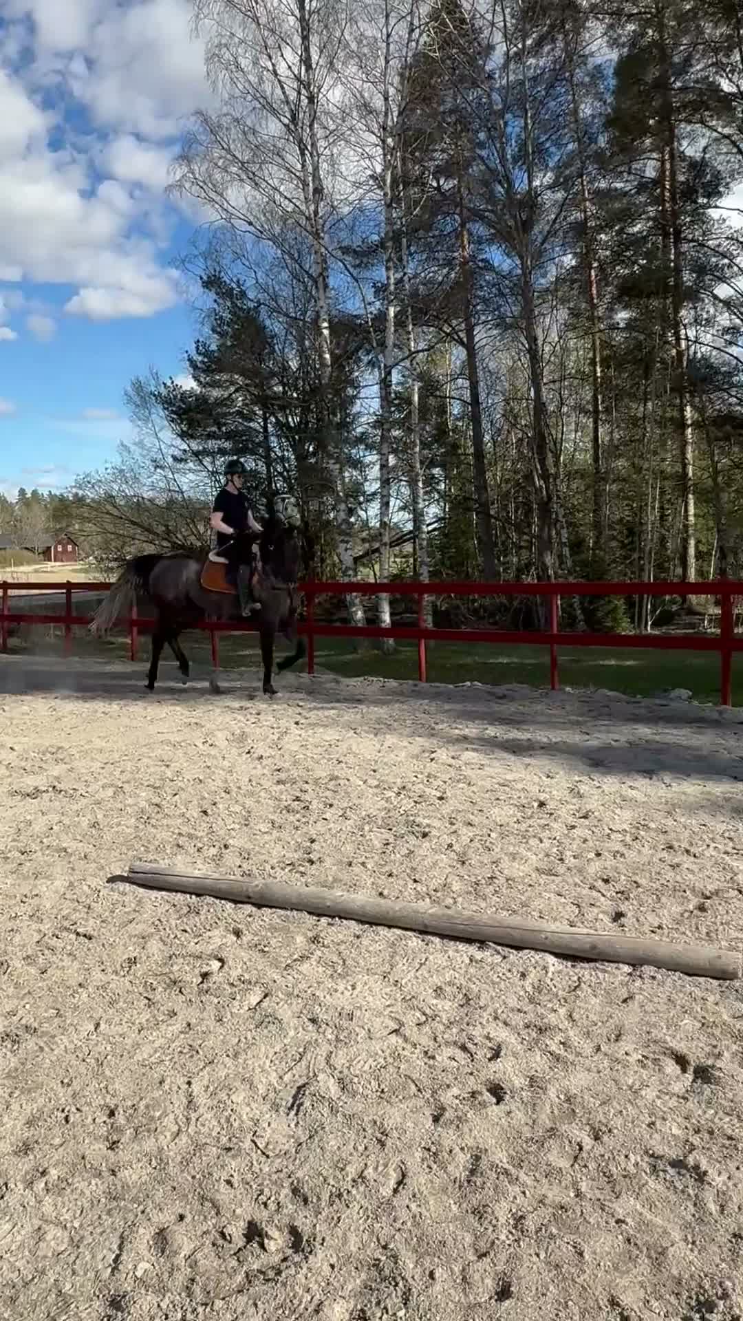 Allround hästar till salu: Underbart fullblodsto/ projekt - Video 4