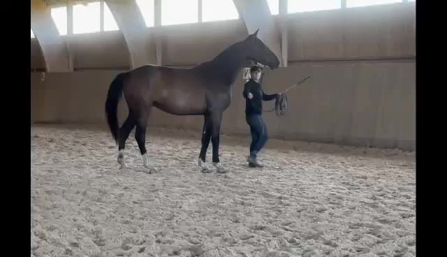 Dressyr hästar till salu: Fin unghäst efter Suarez - Video 1
