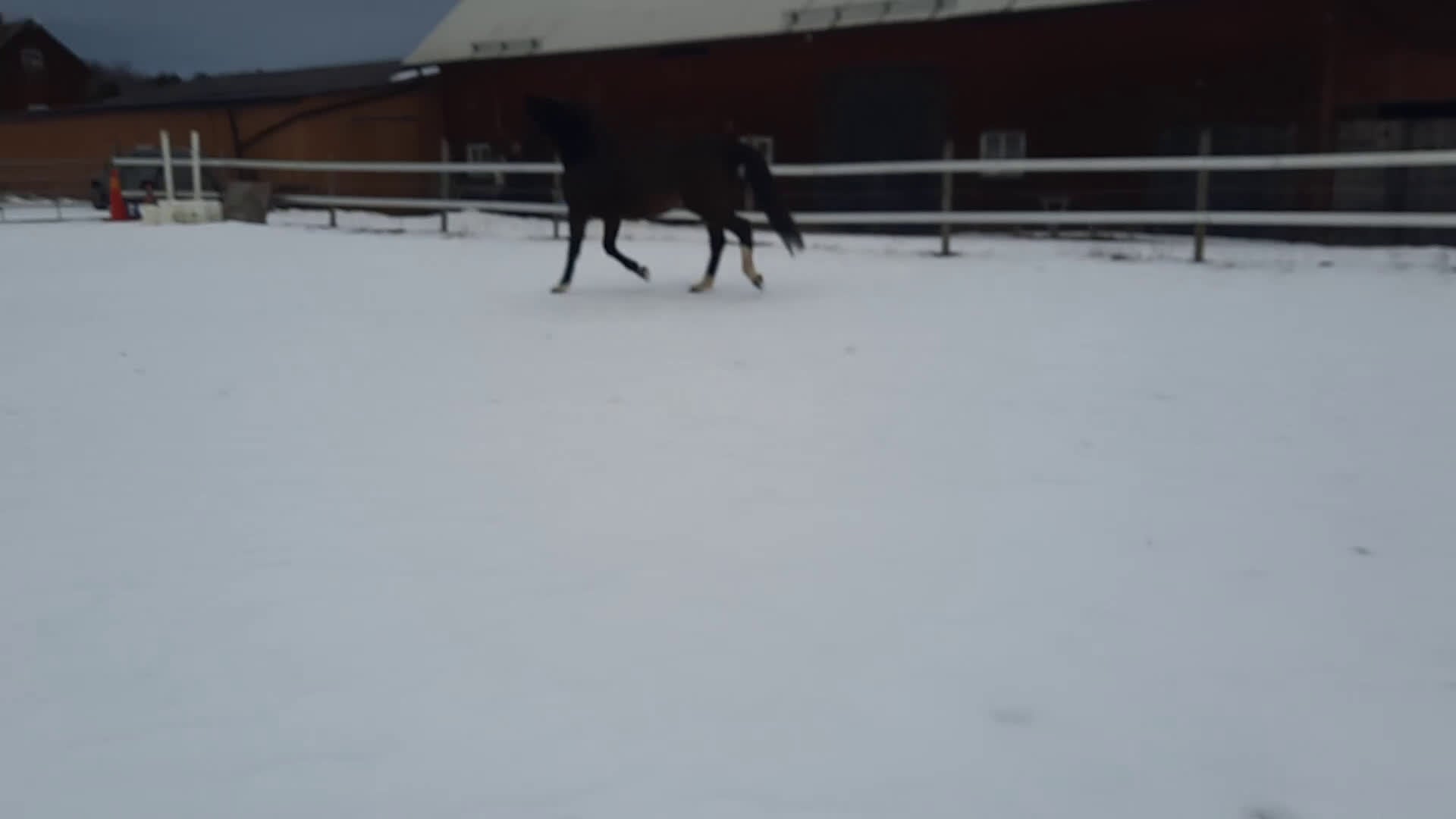 Allround hästar till salu: Secret-Sir Donerhall I-De Niro - Video 2