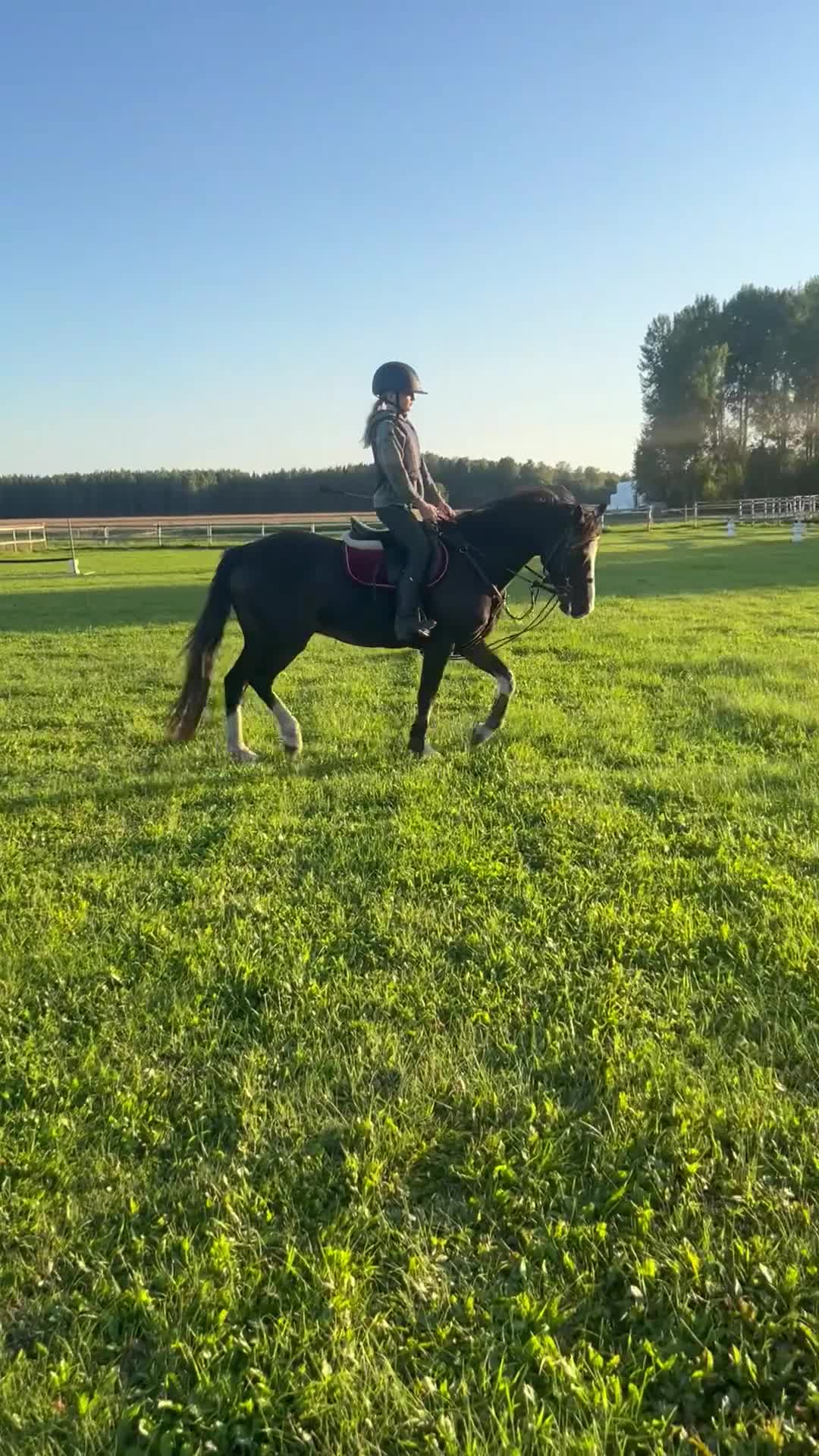 Allround hästar till salu: C-ponny valack född 2009 i Morgongåva - Video 3