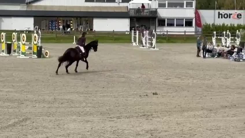 Hoppning hästar till salu: Perfekt Childrens häst  - Video 1