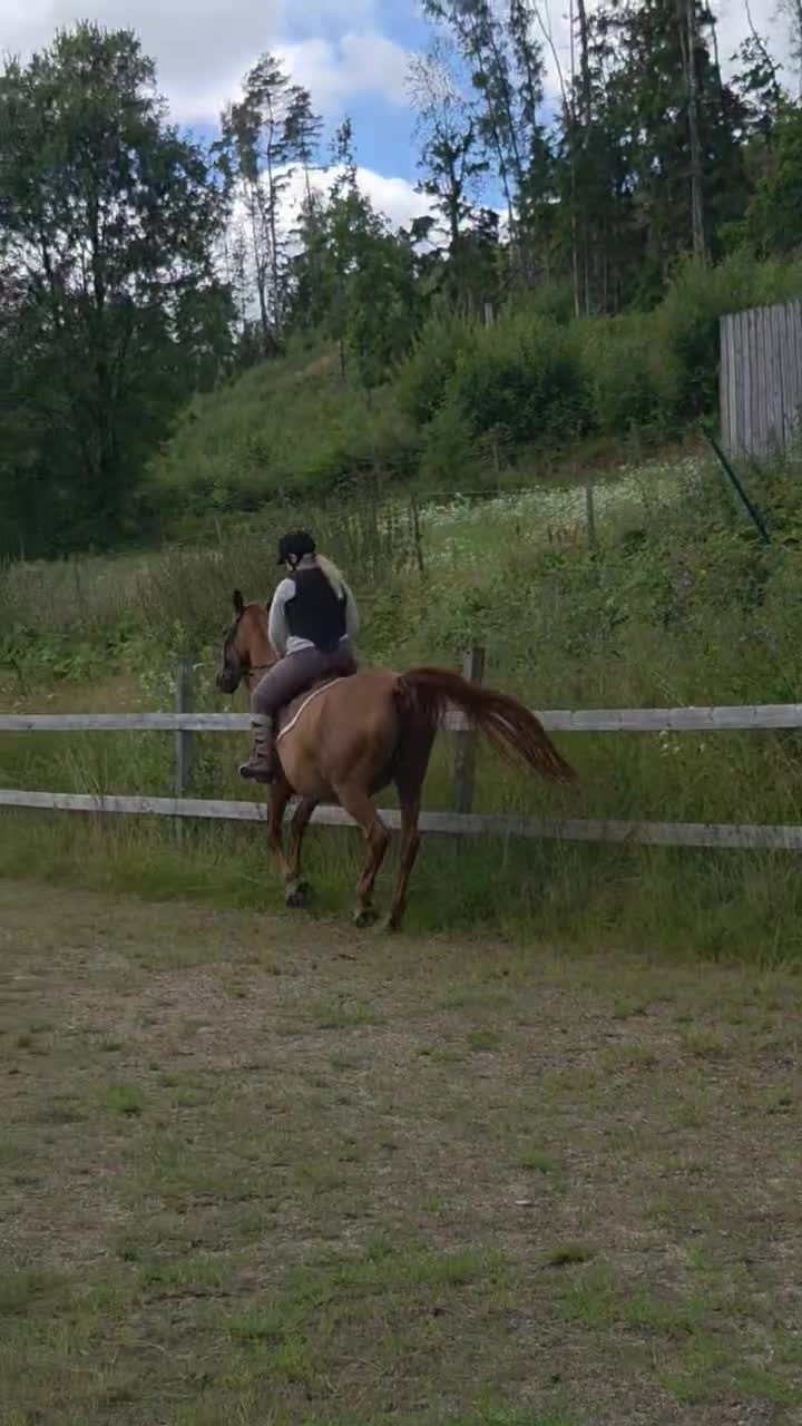 Allround hästar till salu: Mycket trevligt halvblod - Video 4