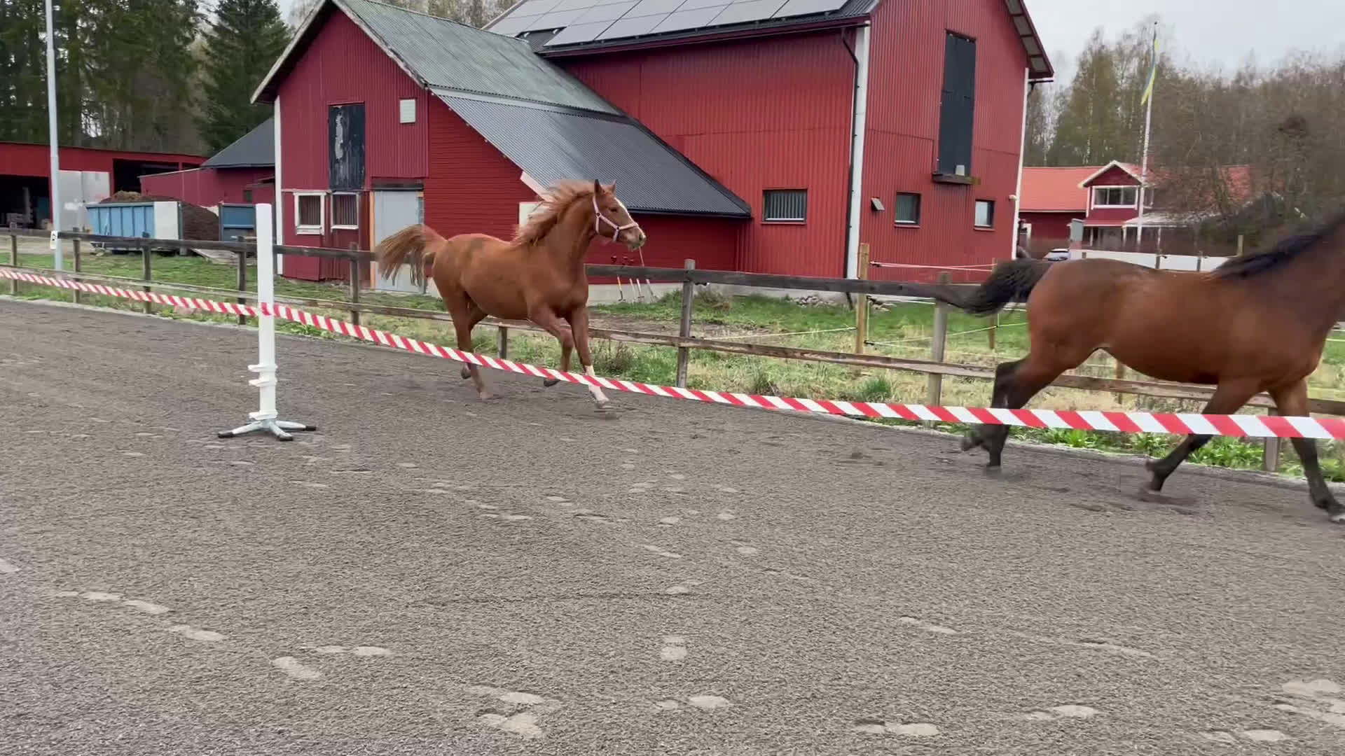 Allround hästar till salu: Elegant 2-årig valack e. Kespri DC ue. Zafferano i Bro - Video 3