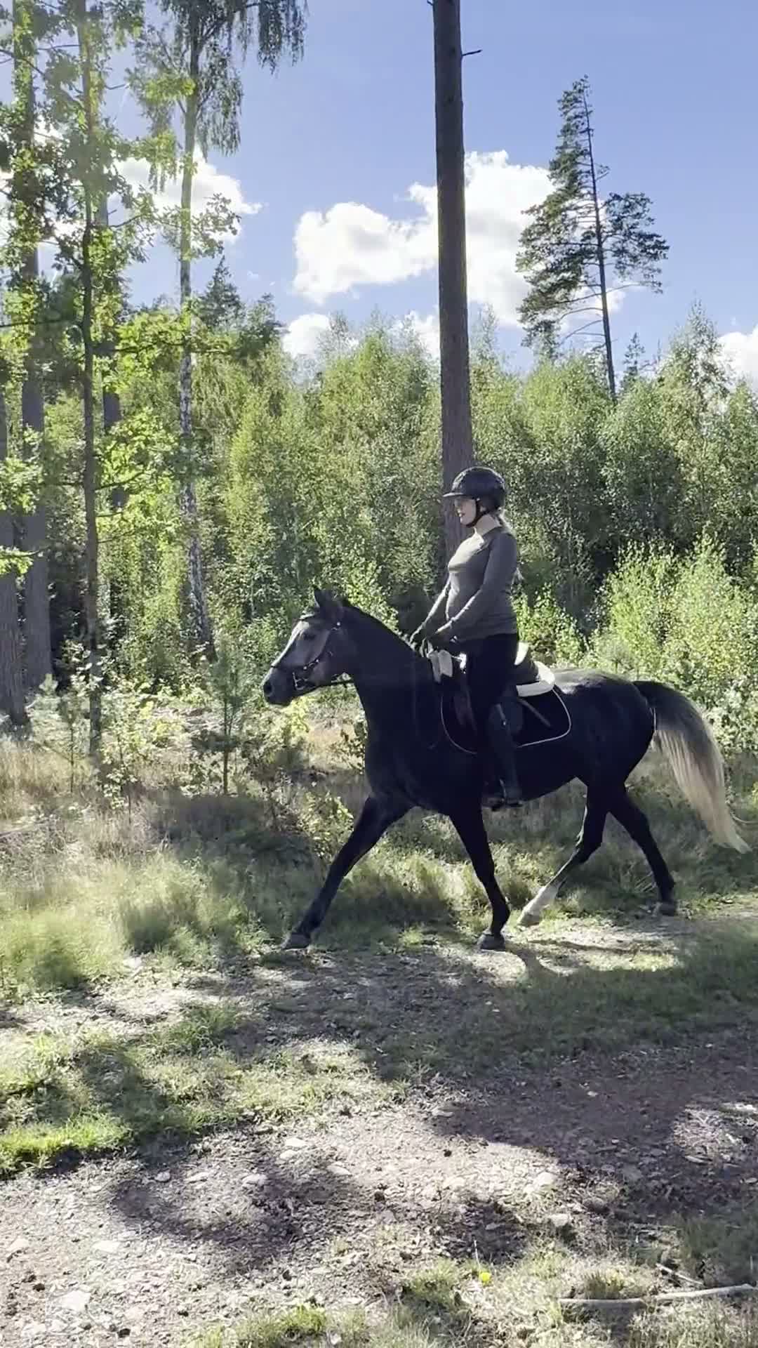 Allround hästar till salu: Snäll och lugn ungponny - Video 1