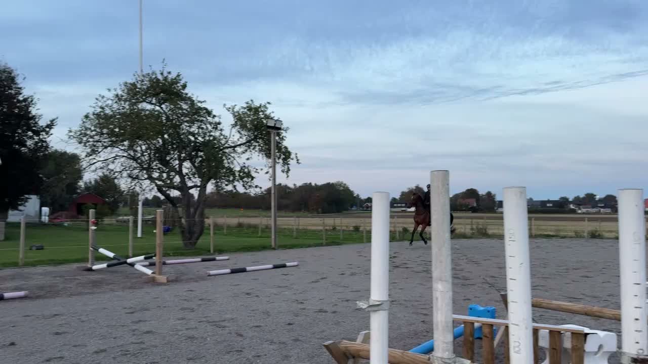 Hoppning hästar till salu: Påbörjad inhoppning framtida kvalitetshäst i Laholm - Video 2