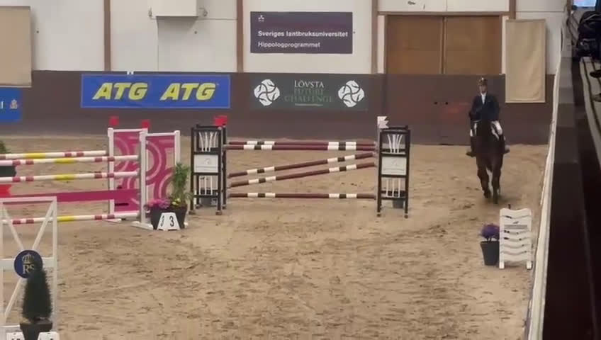 Hoppning hästar till salu: 10-årig ambitiös tävlingshäst i Västerljung - Video 2