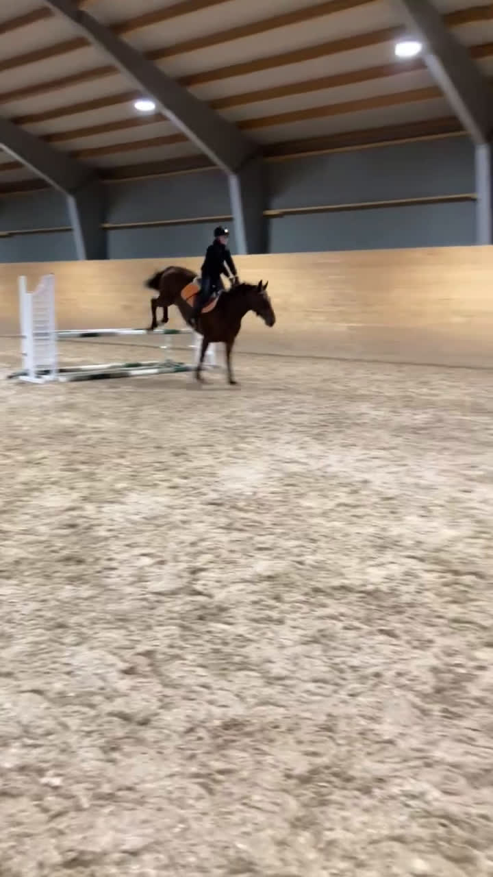 Allround hästar till salu: Fina Wilma behöver nytt hem - Video 1