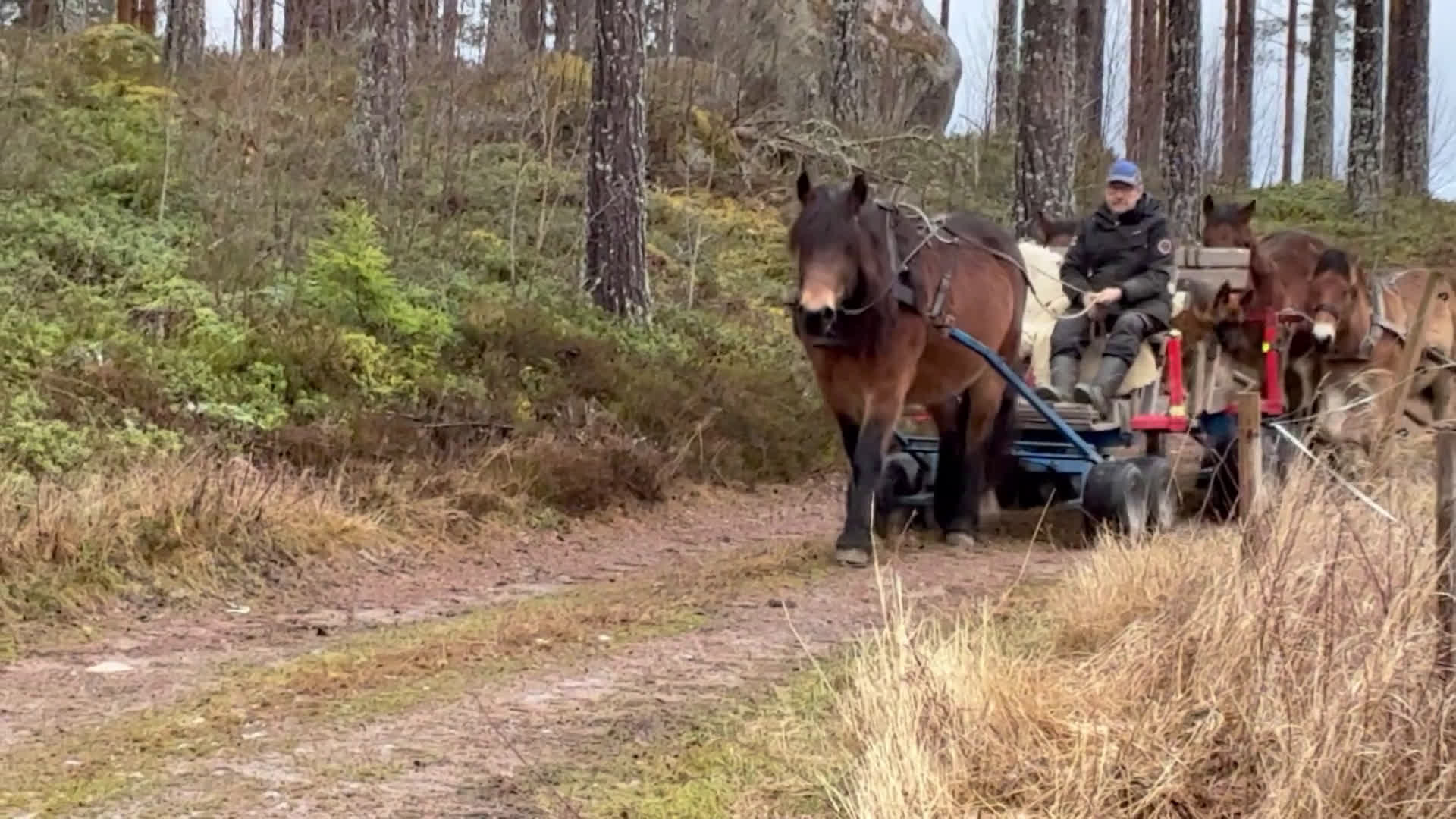 Körning hästar till salu: Välhanterat Hingstföl  i Alfta - Video 3