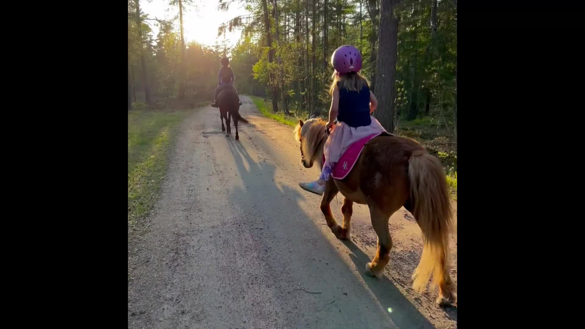 Allround hästar till salu: Lilla Wille söker nytt hem - Video 1