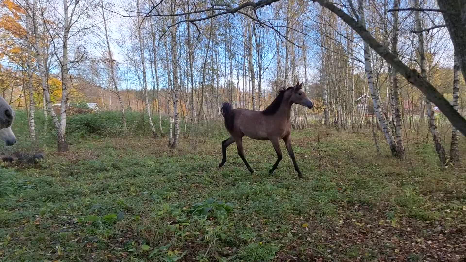 Allround hästar till salu: Flera ston och en hingst - Video 3