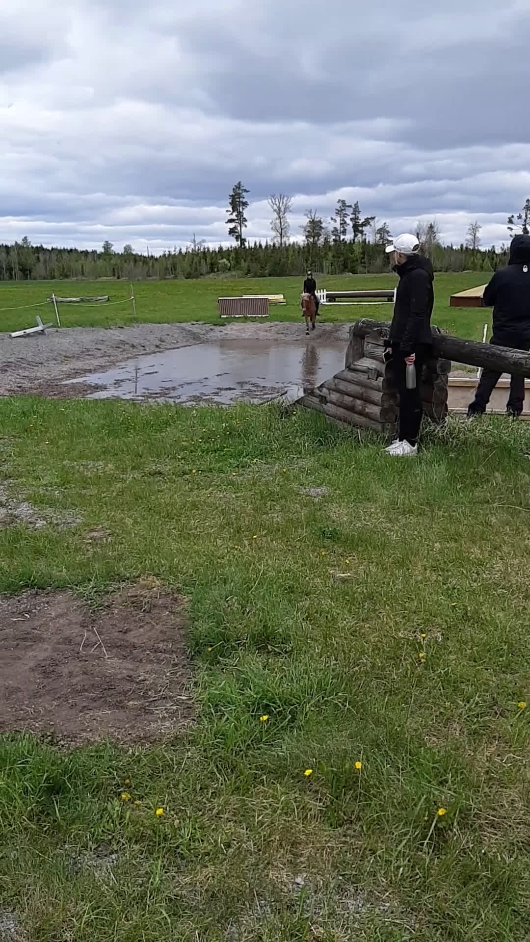 Allround hästar till salu: Inkört sportigt Gotlandsruss för hela familjen.  - Video 2