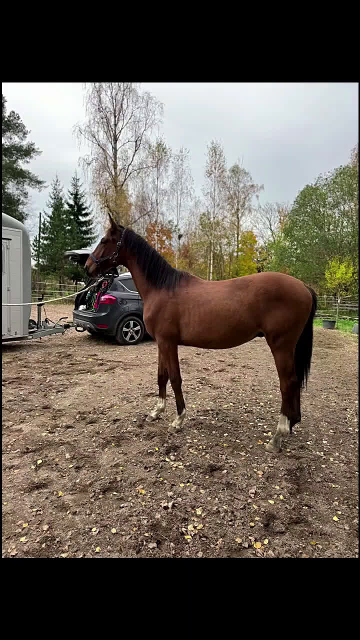 Dressyr hästar till salu: Trevlig Dressyrhingst efter Blue Hors Storm i Årsunda - Video 1