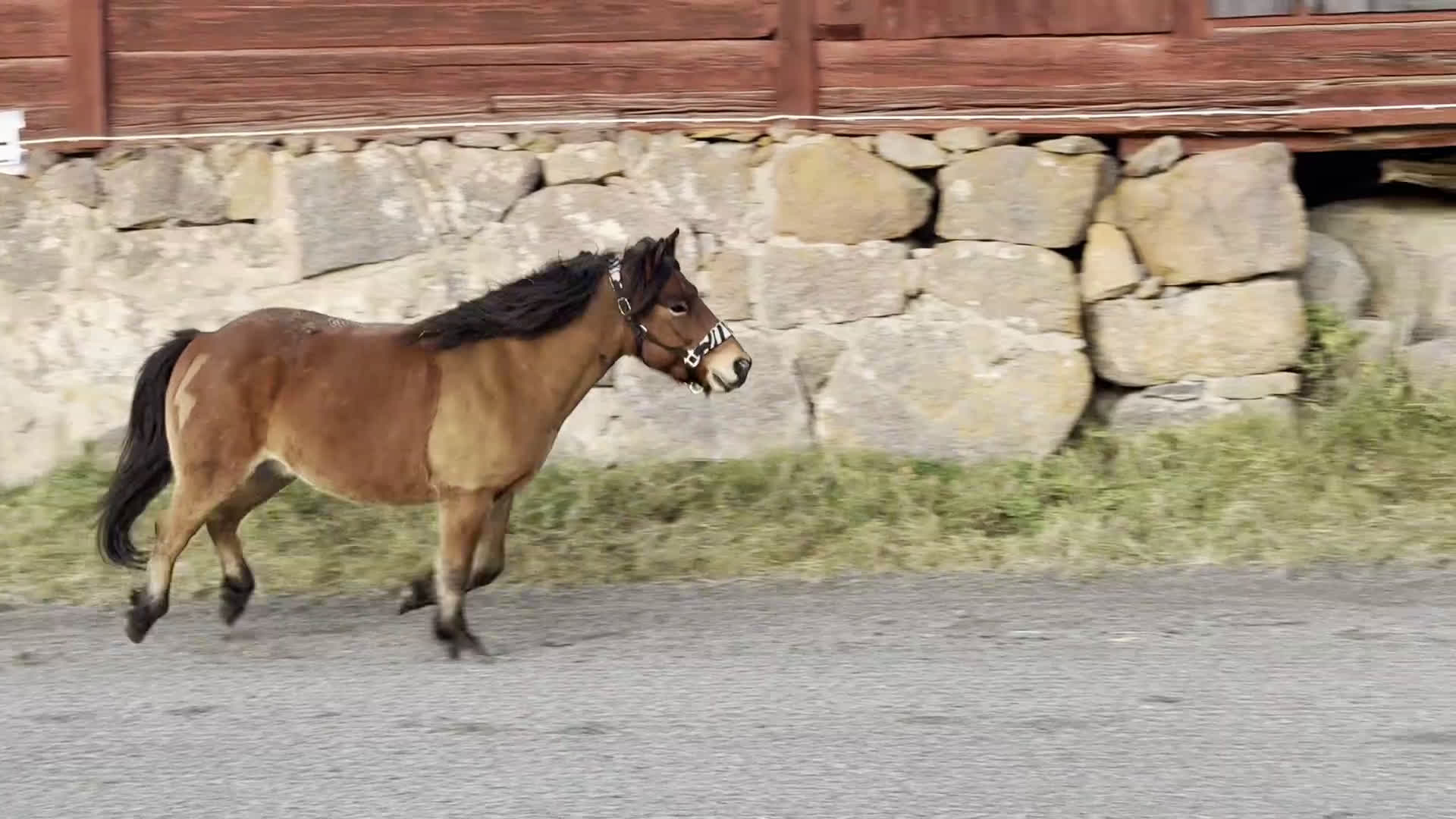 Allround hästar till salu: Allround stark korsning som gillar att hoppa i Söderköping - Video 1