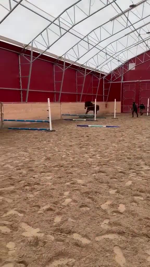 Hoppning hästar till salu: Vacker valack  - Video 2