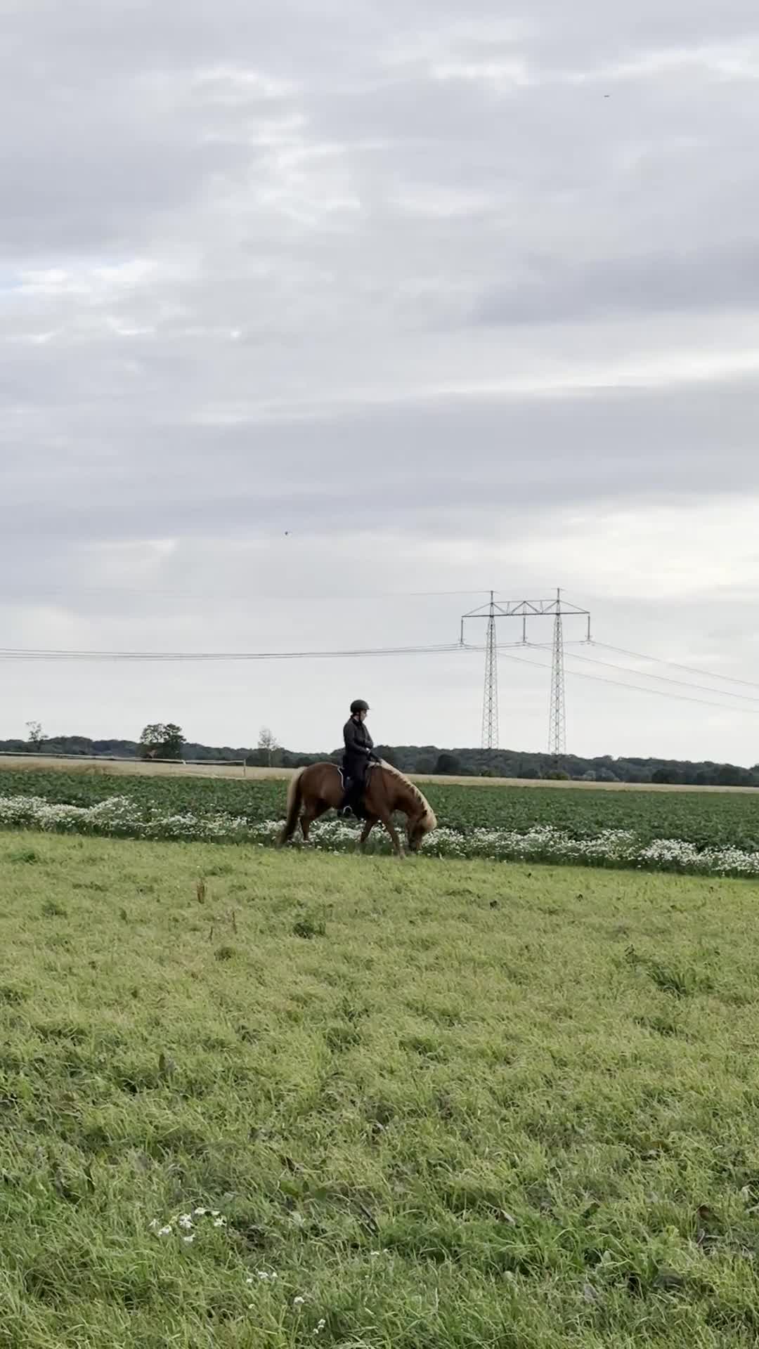 Island hästar till salu: Schysst tölt-sto med stor potential - Video 4