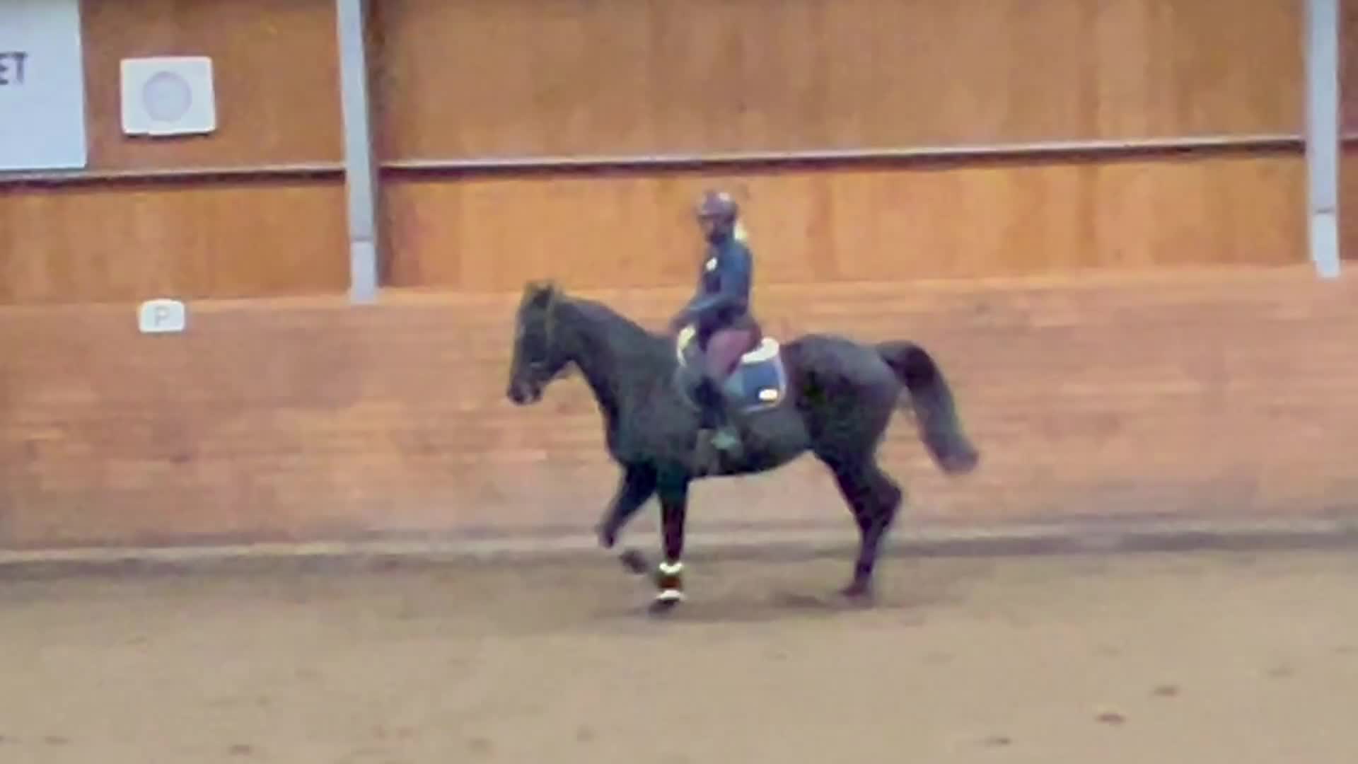 Allround hästar till salu: Trevlig allroundhäst - Video 2