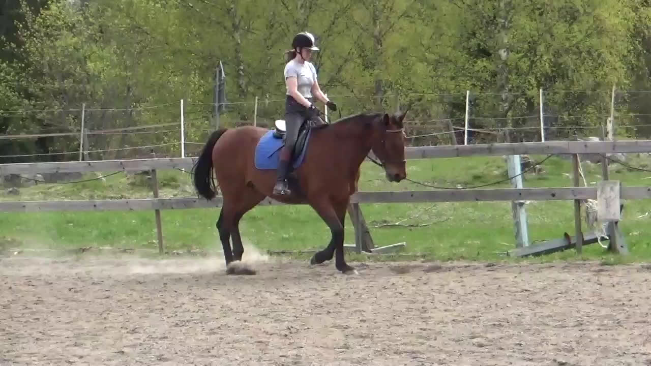 Allround hästar till salu: Supersnäll och mysig ridtravare söker nytt hem i Edsbro - Video 1