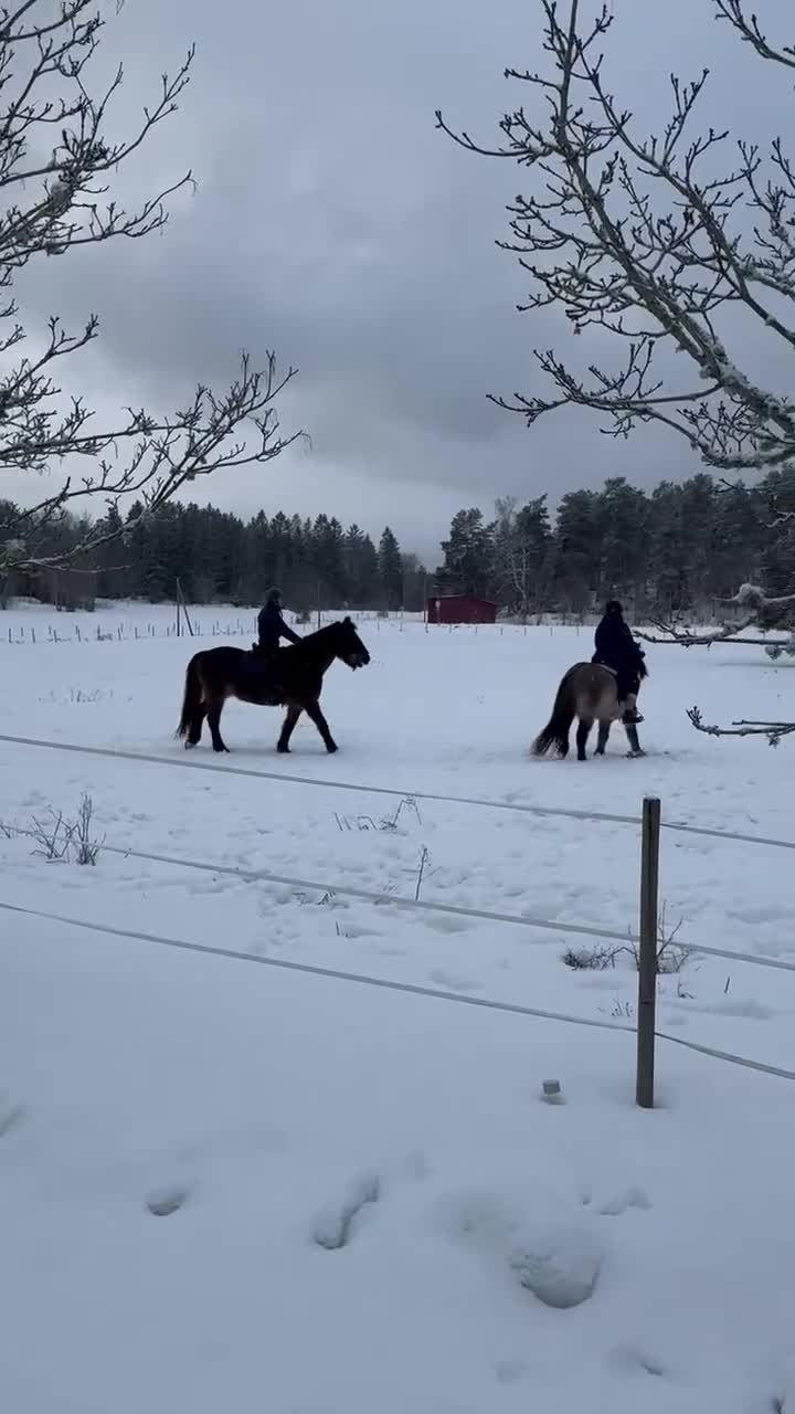  medryttarhäst sökes: Medryttare finnes, Stockholm! i Huddinge - Video 1