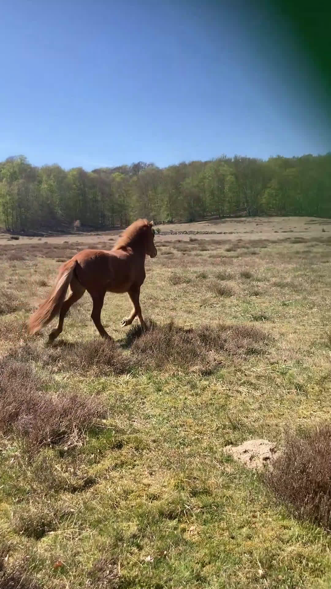 Island hästar till salu: Underbart ungsto! i Skepplanda - Video 2