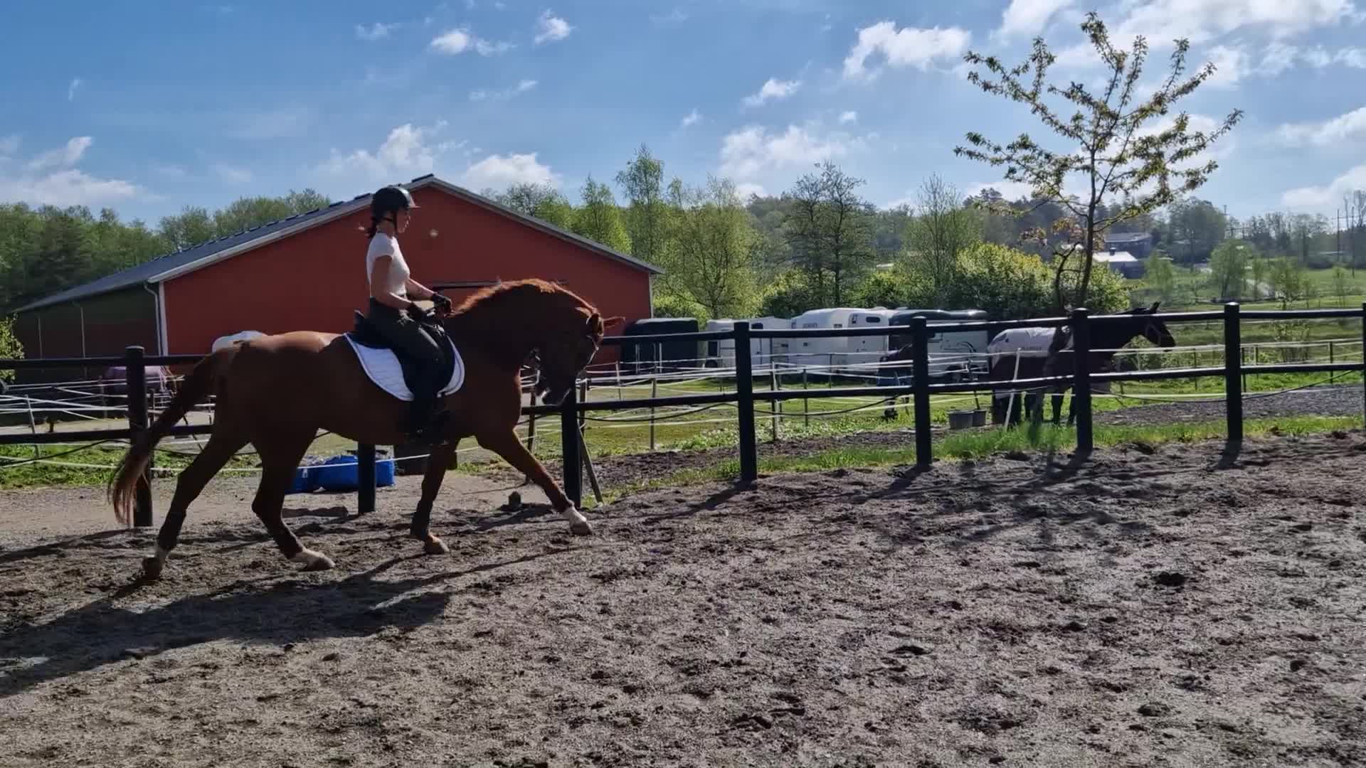 Dressyr hästar till salu: Talangfull valack för träning och tävling  - Video 3