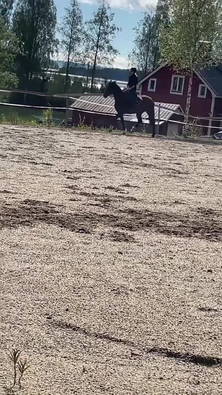 Allround hästar till salu: Dory Hall  i Bollstabruk - Video 1