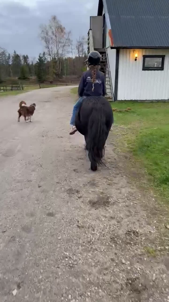 Allround hästar till salu: Trevlig shetlands valack i Ljungskile - Video 1