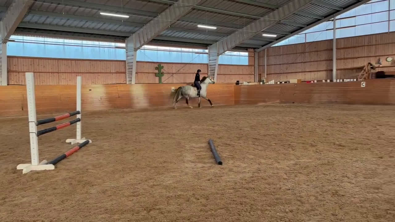 Hoppning hästar till salu: Snygg, trevlig och stor Valack med fin stam i Linköping - Video 2