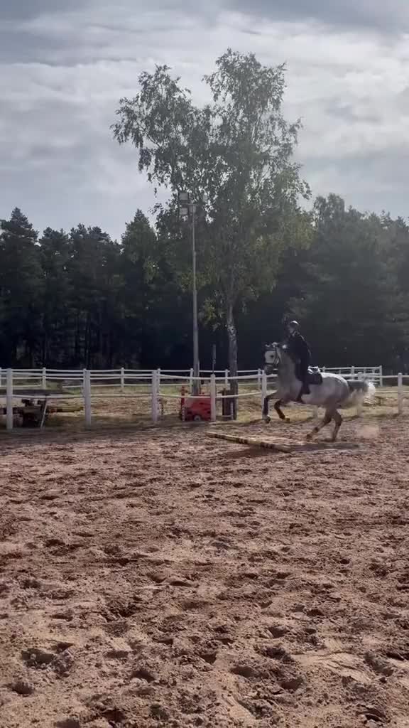  hästservice finnes: Utbildning, tillridning och försäljning  i Skogstorp - Video 1