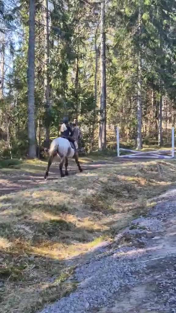 Allround hästar till salu: Läromästare och gentleman - Video 4