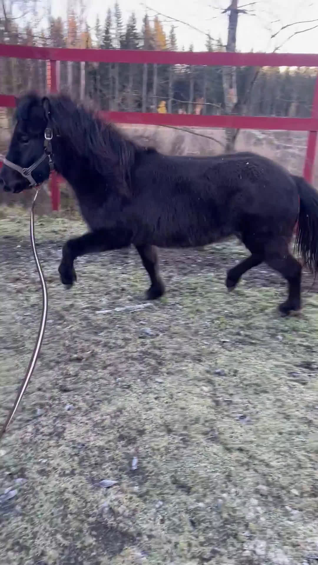 Island hästar till salu: Charmigt sto med fina rörelser  - Video 1