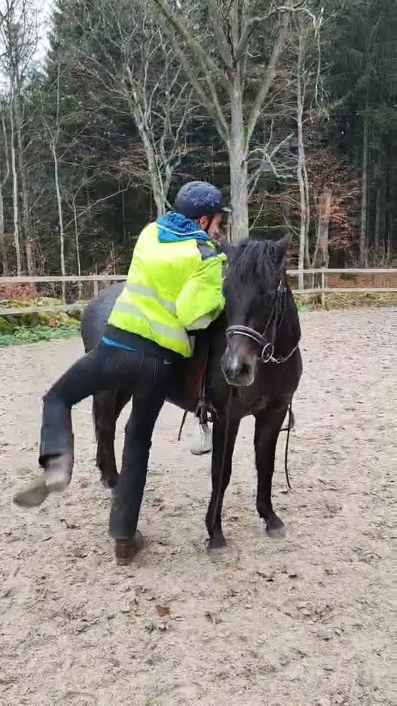 Hoppning hästar till salu: Talangfull ungponny med X-faktor i Emmaboda - Video 1
