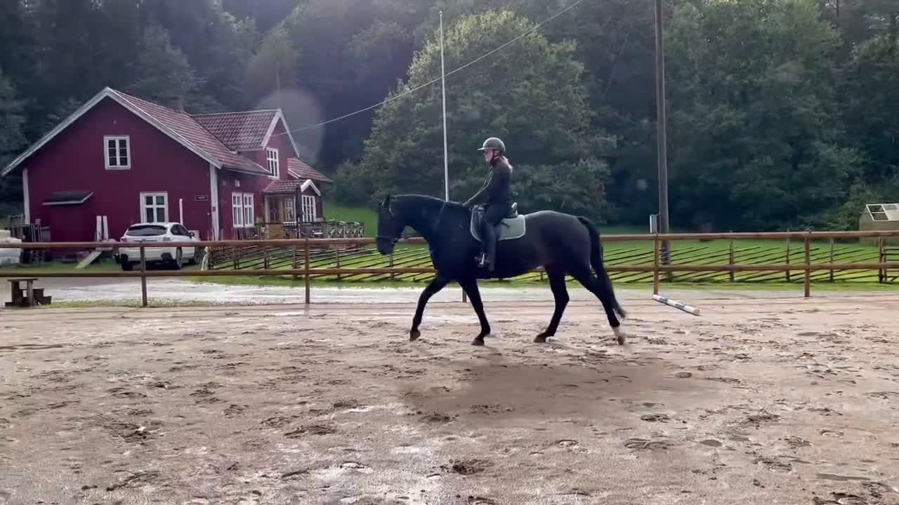 Dressyr hästar till salu: Välstammat och vackert sto under utbildning - Video 3