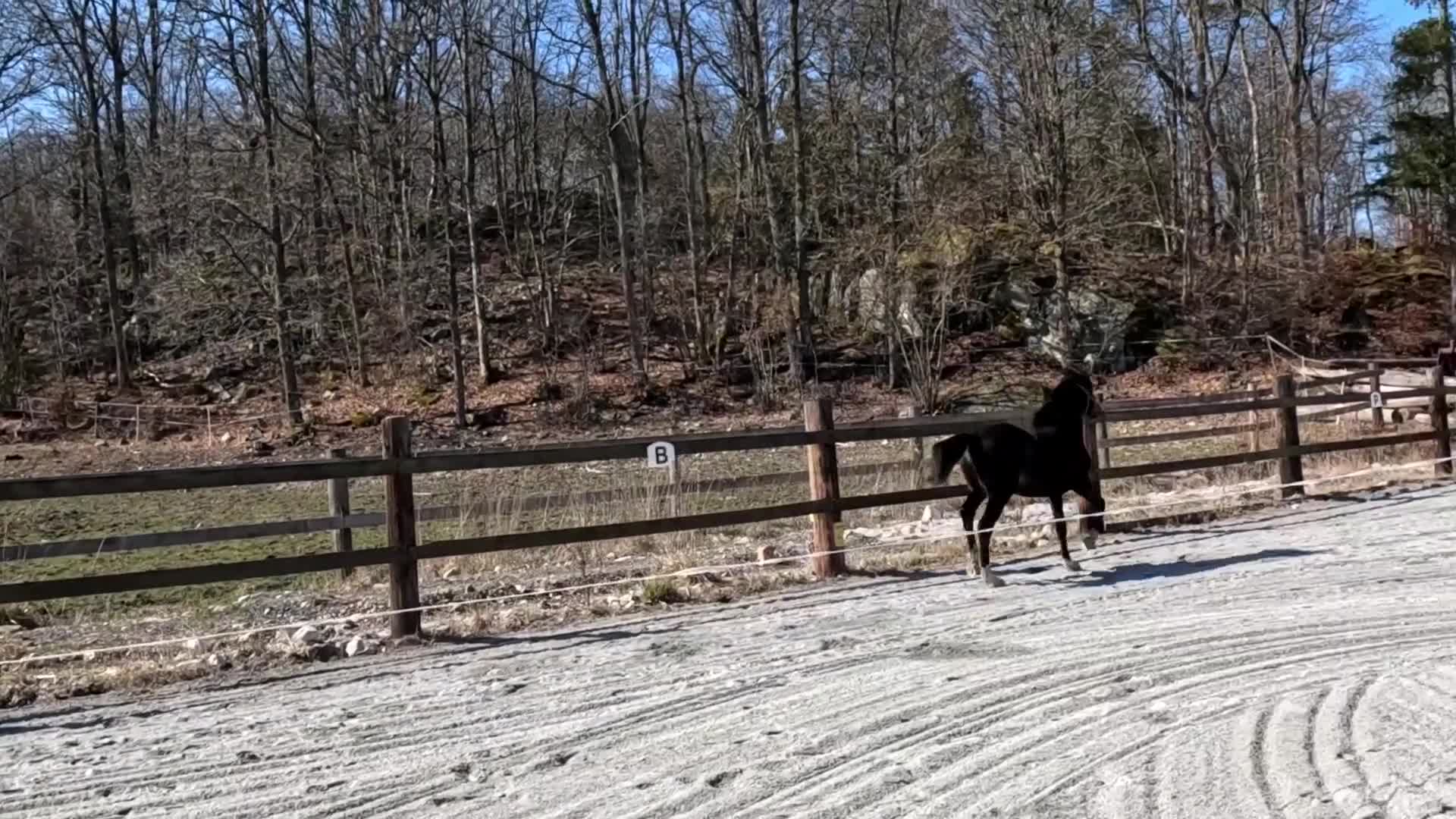 Dressyr hästar till salu: Snyggt sto - Video 1