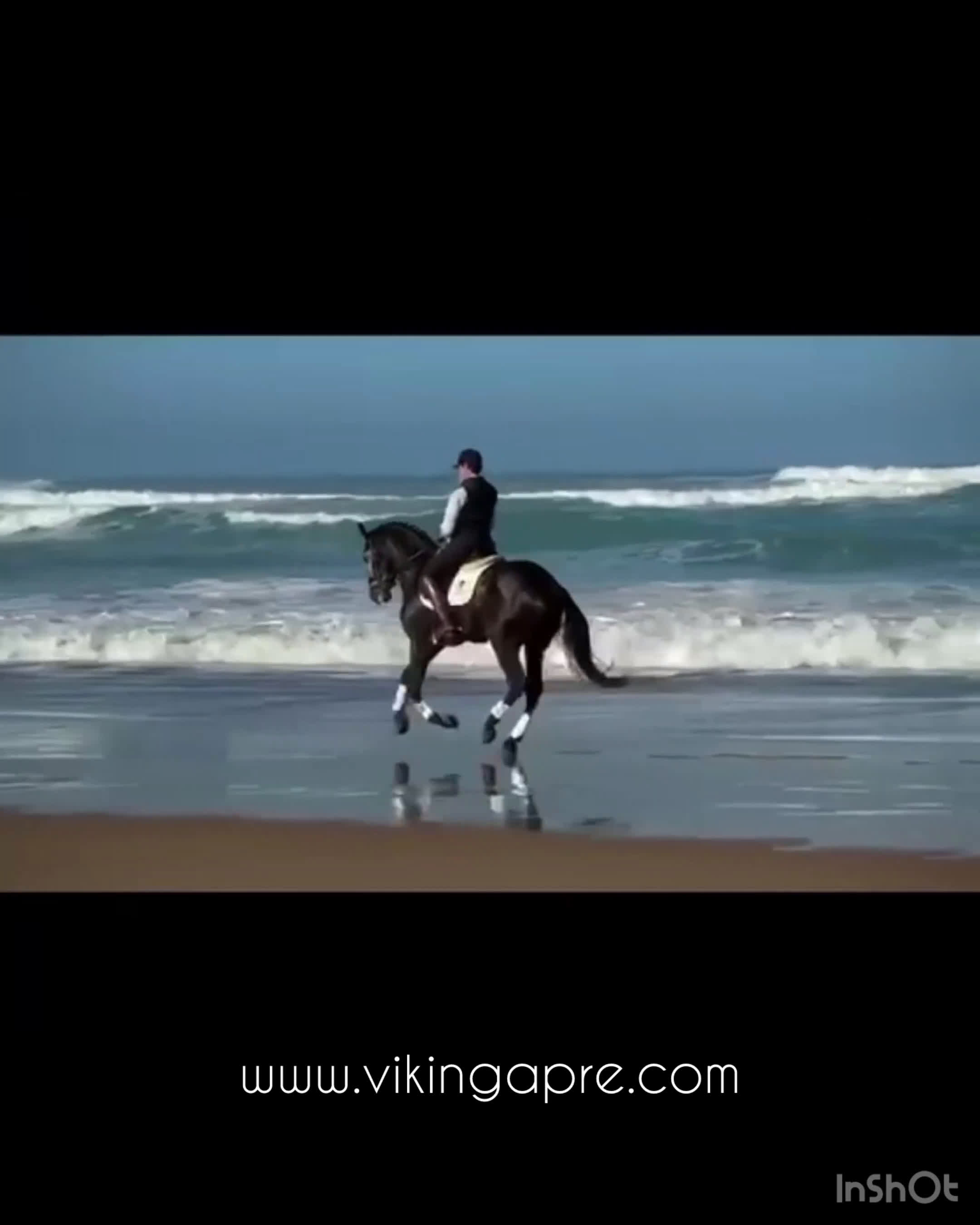 Dressyr hästar till salu: Top PSLusitano valack av högsta kvalitet - Video 1