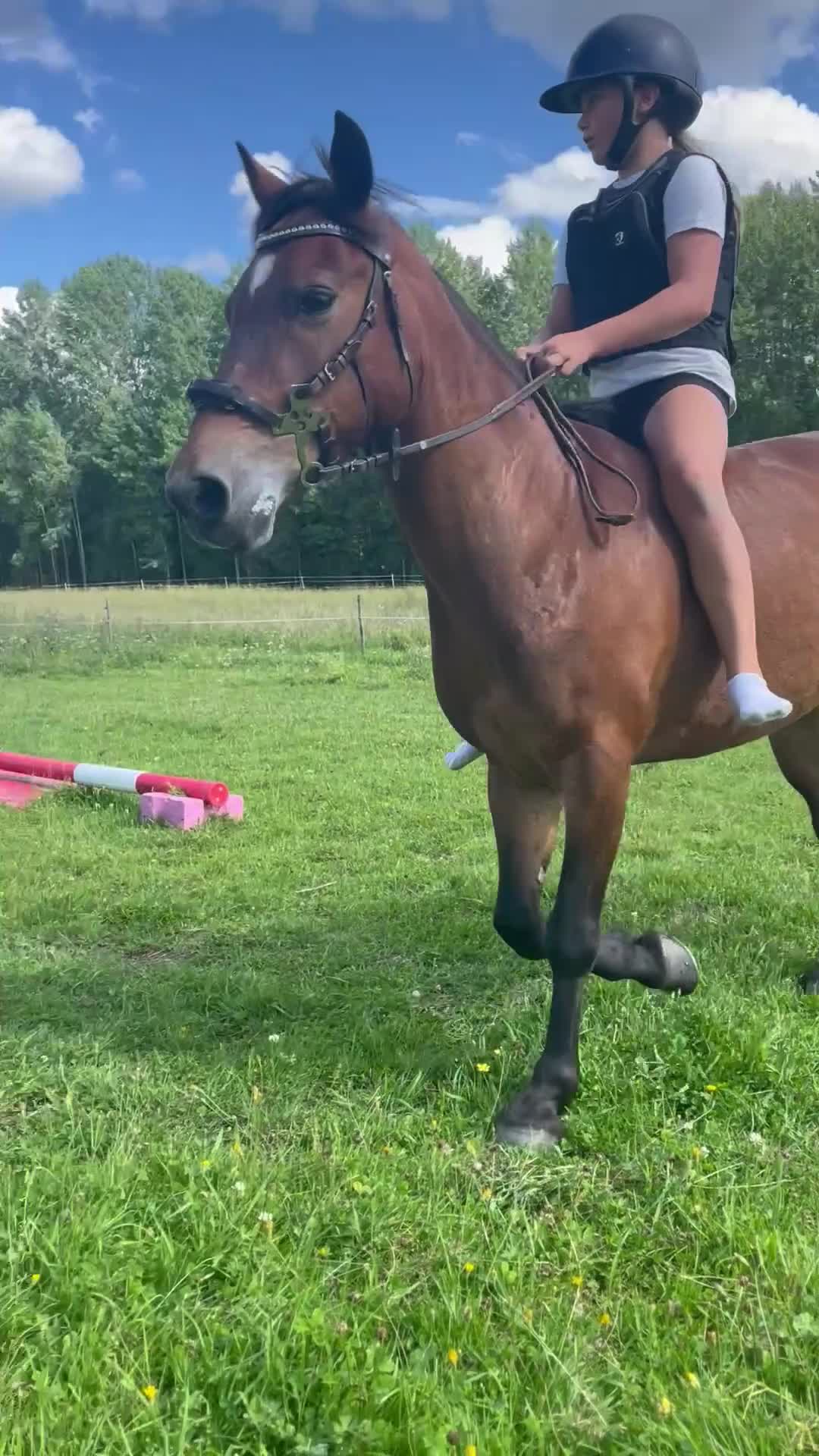 Allround hästar till salu: Pigg och framåt B- ponny med stor kapacitet!  - Video 1