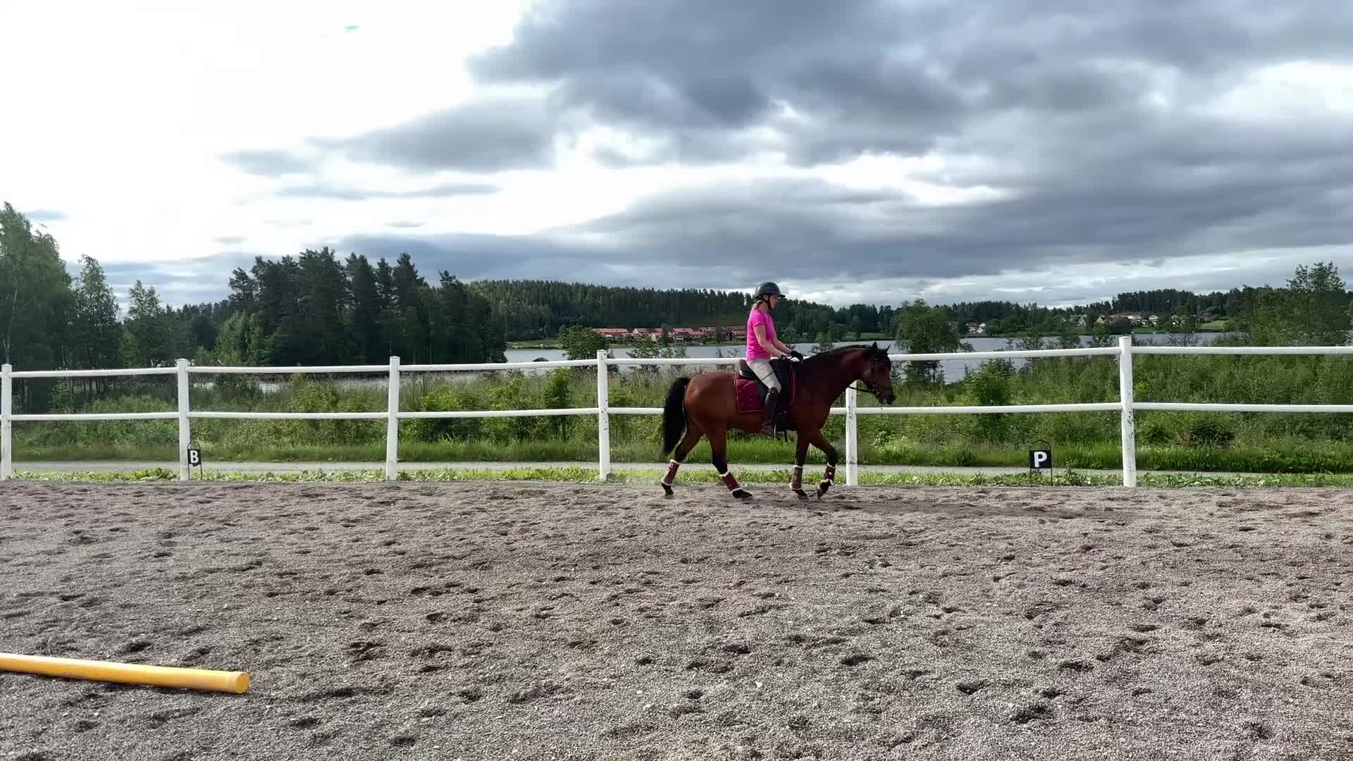 Dressyr hästar till salu: Dressyrponny med utstrålning  - Video 4