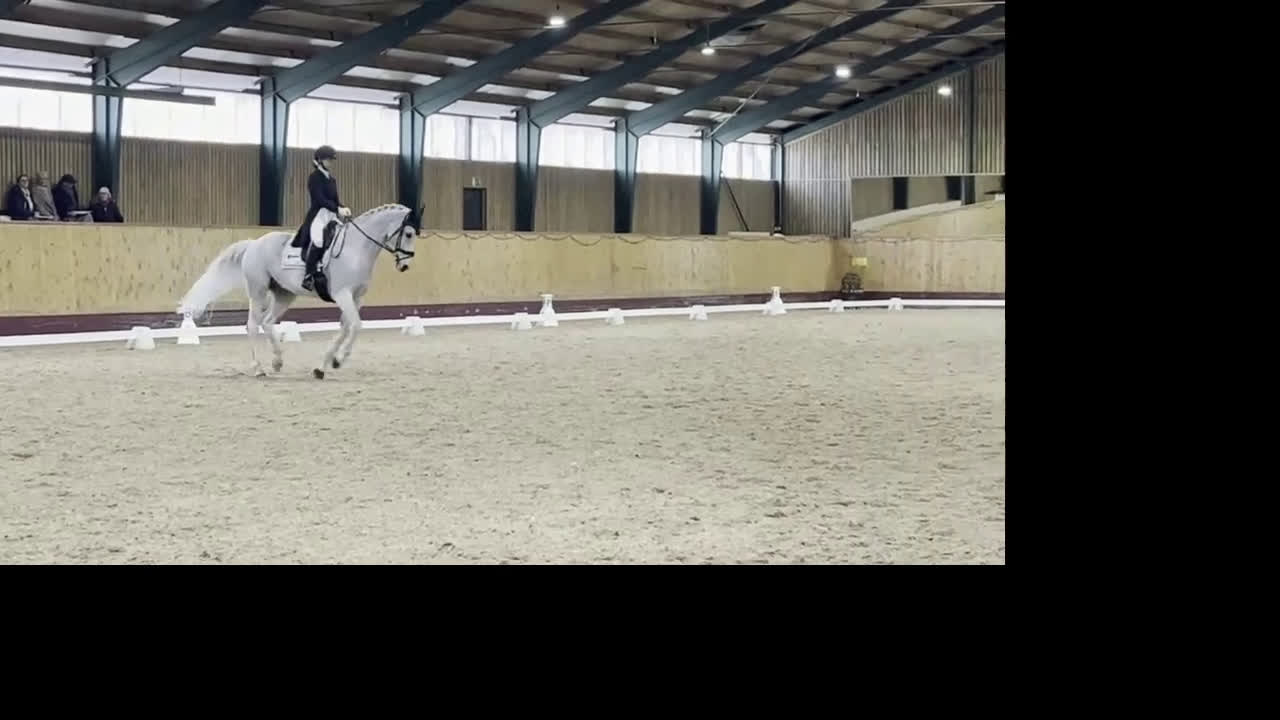 Dressyr hästar till salu: Fantastisk läromästare junior/YR i Teckomatorp - Video 1