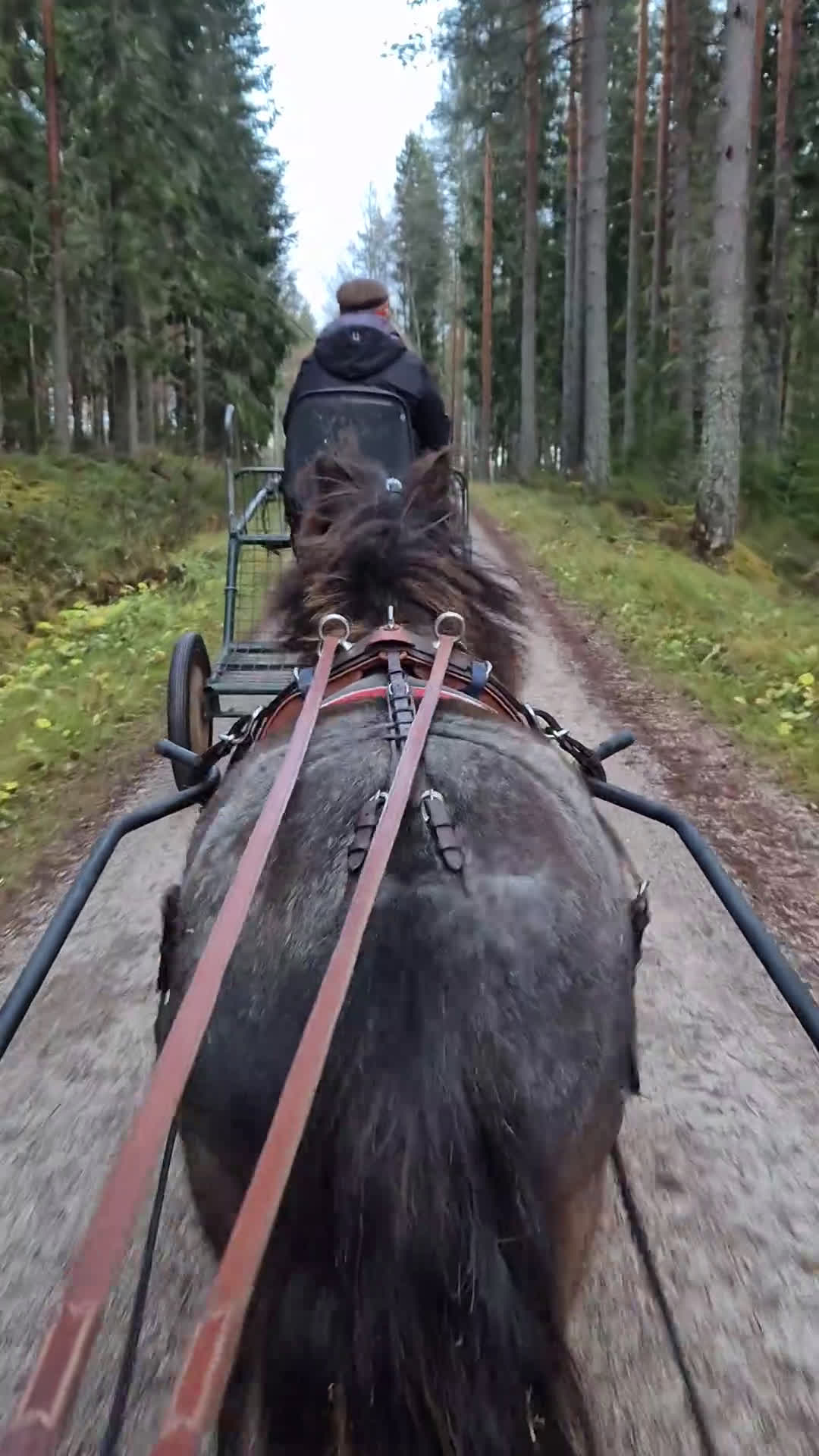 Körning hästar till salu: Väl inkörd valack. Bruks/ponnytrav. i Vikarbyn - Video 2
