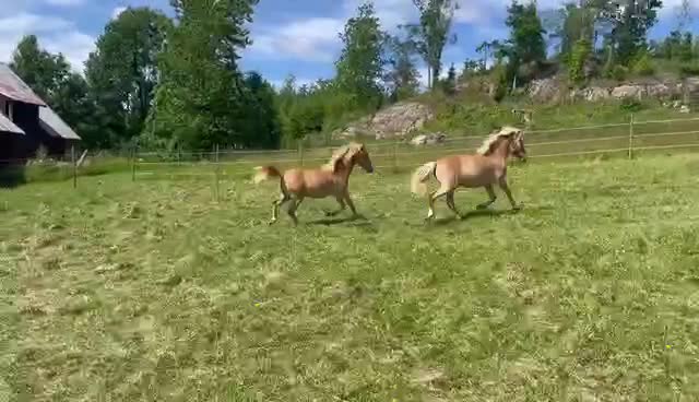 Allround hästar till salu: Charmig och trevlig ungponny - Video 3