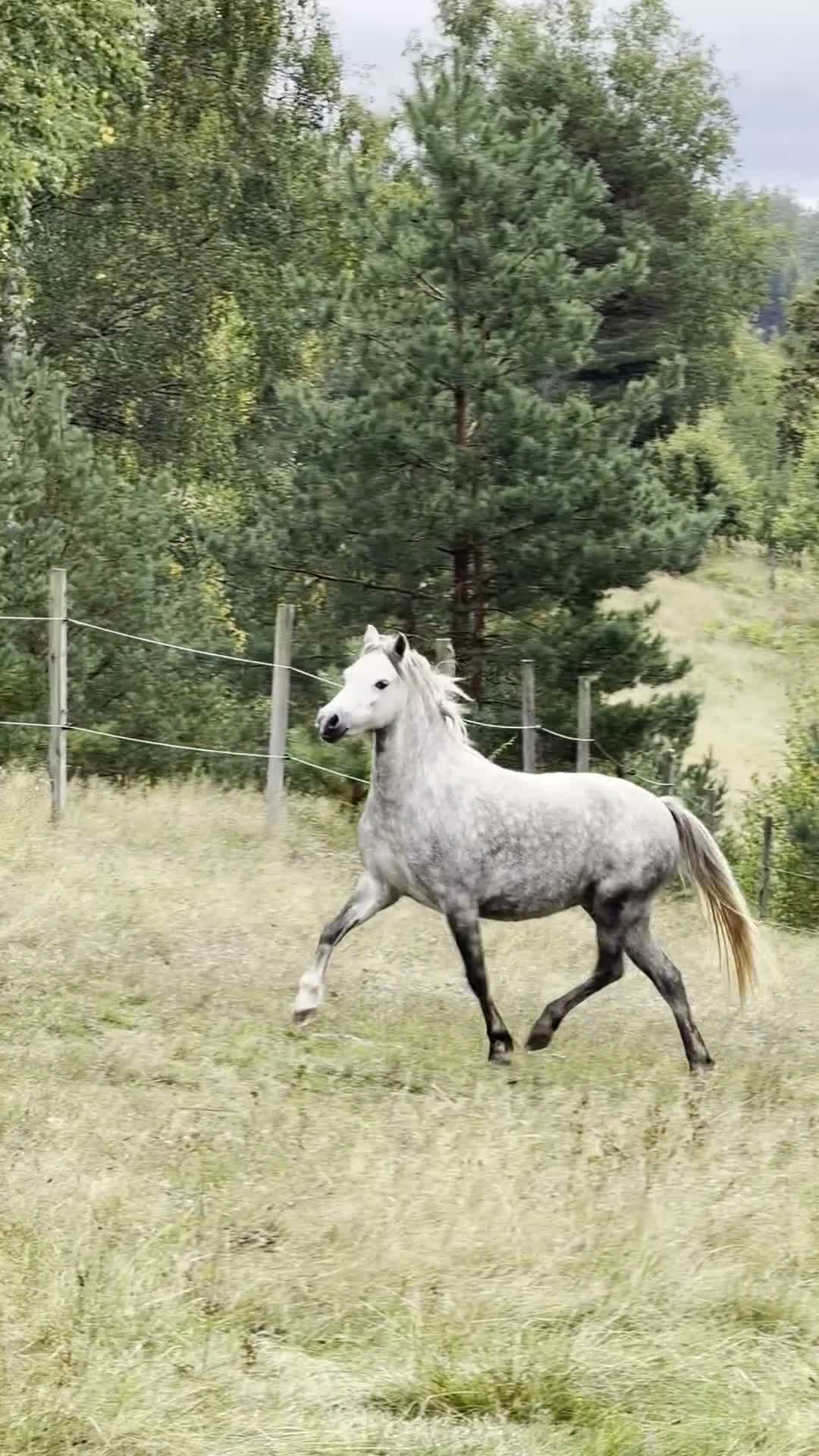 Allround hästar till salu: Välstammat Welsh Mountain sto - Video 1