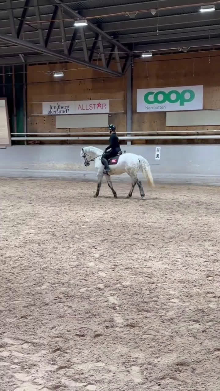 Hoppning hästar till salu: Din nya bästa vän - Video 1