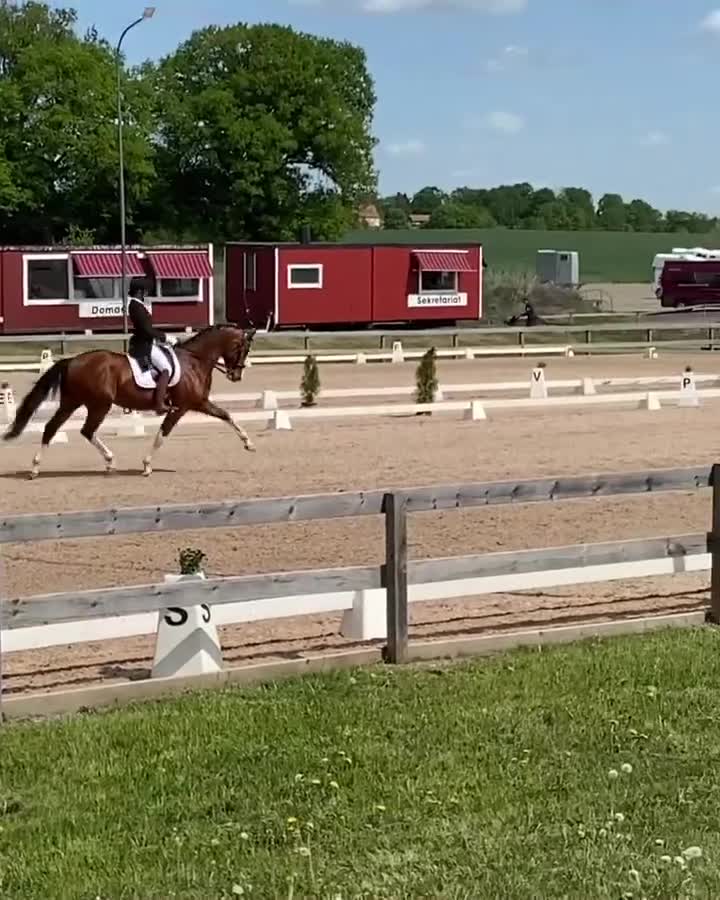 Dressyr hästar till salu: Genom snäll valack med stor personlighet  - Video 1